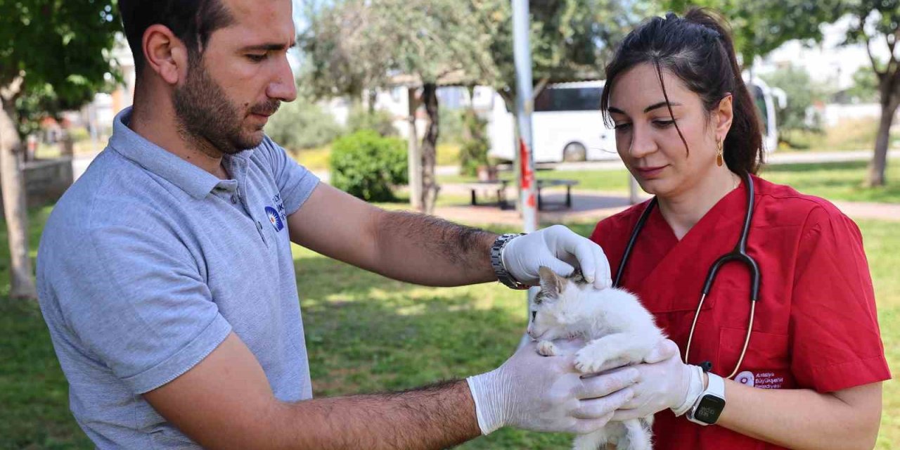 Büyükşehir’in Hayvan Ambulansı Can Dostların İmdadına Yetişiyor