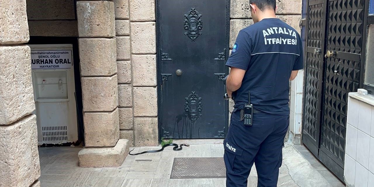 Namaza Gelen Cemaat Karşılaştıkları Yılanı Önce Oyuncak Sandı, Hareket Edince Telefona Sarıldı