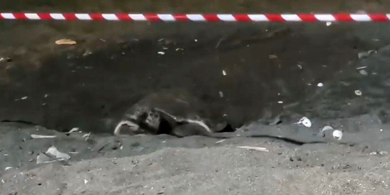 Koruma Alanı Dışına Yuva Yapan Caretta Caretta İçin Şeritli Tedbir