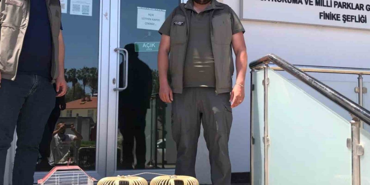 Kuş Denetiminde Kafeslerdeki Keklik Ve Papağanlara El Konuldu