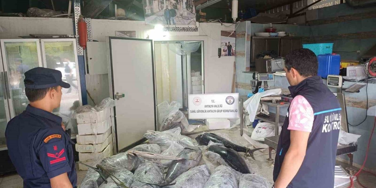 Antalya’da Avlanması Ve Satışı Yasak Olan 603 Kilogram Balığa El Konuldu