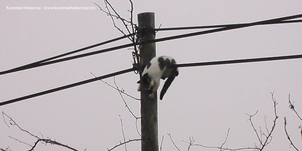 Köpeklerden Kaçan Kedi Direğe Çıktı