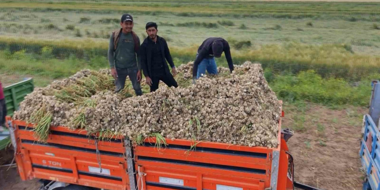 Aksaray’ın Ata Tohumundan Yetiştirilen Organik Sarımsakların Hasadı Başladı