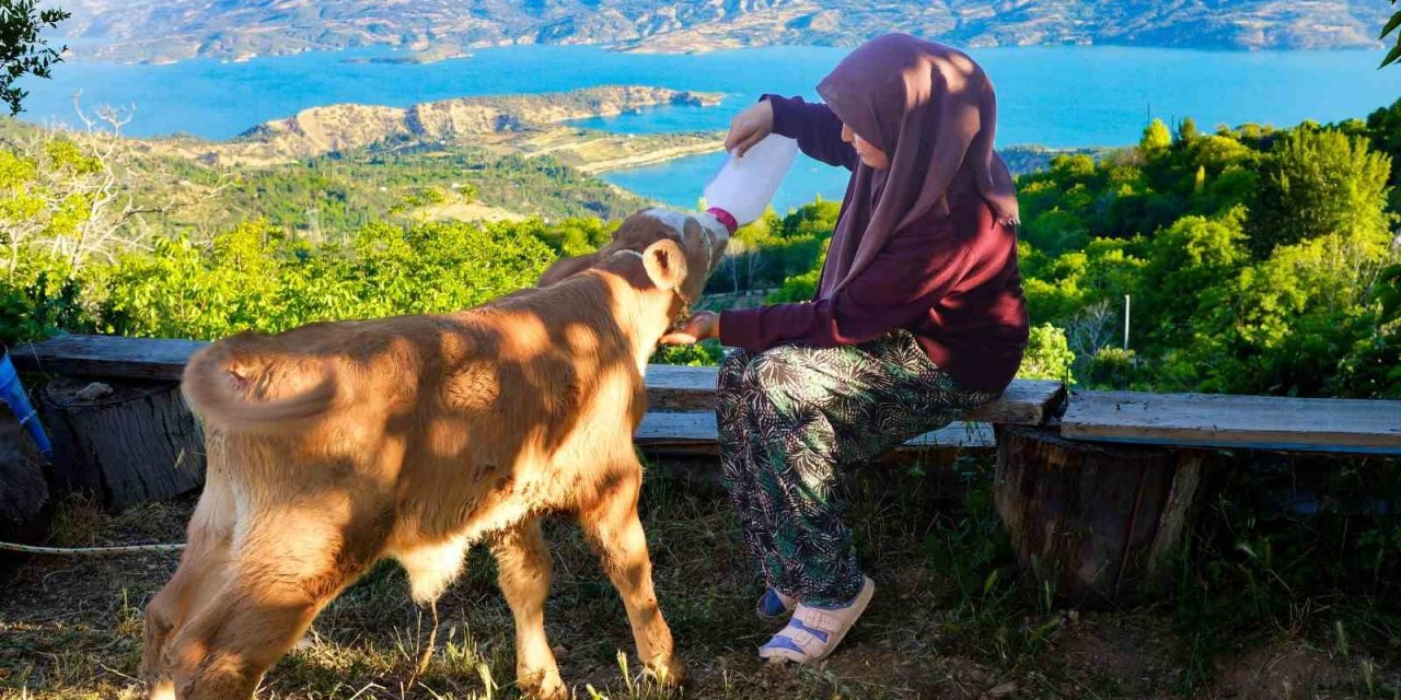 Zehra’nın Hayvan Sevgisi Sosyal Medyada İlgi Odağı Oldu
