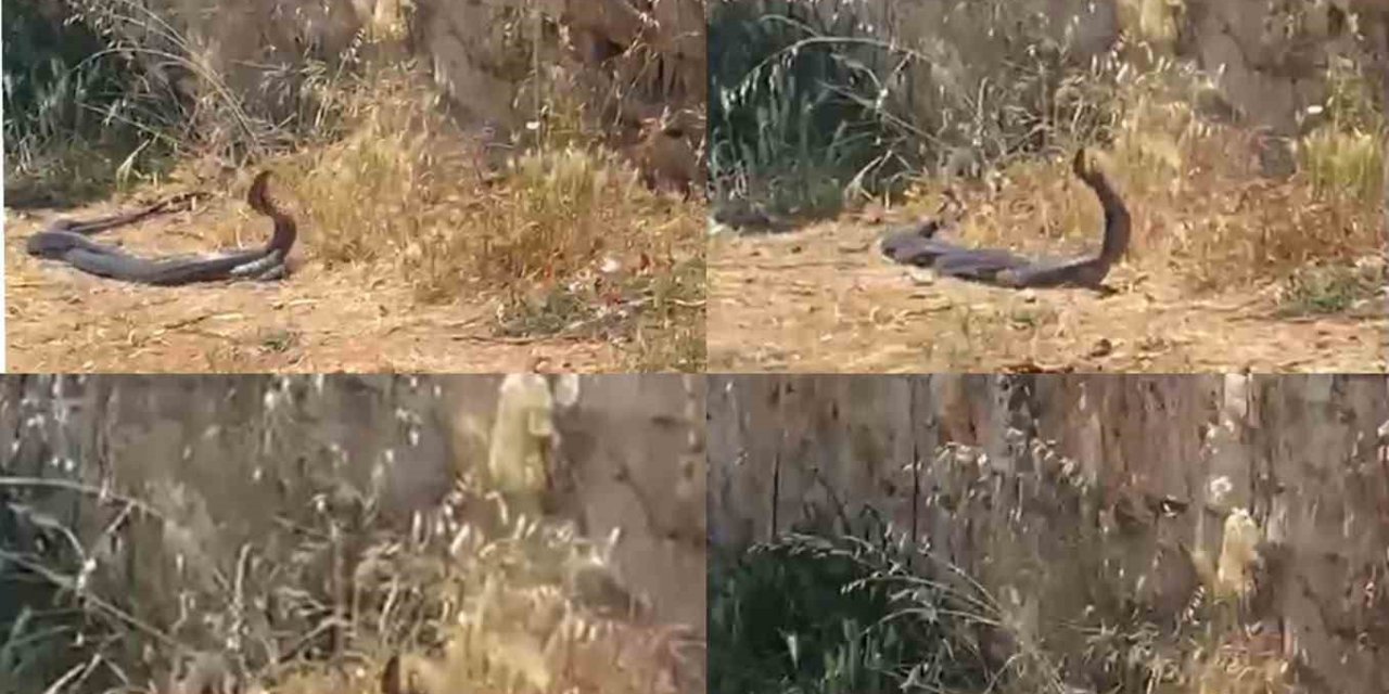 2 Metrelik Yılanların Dansını Kedi İzledi