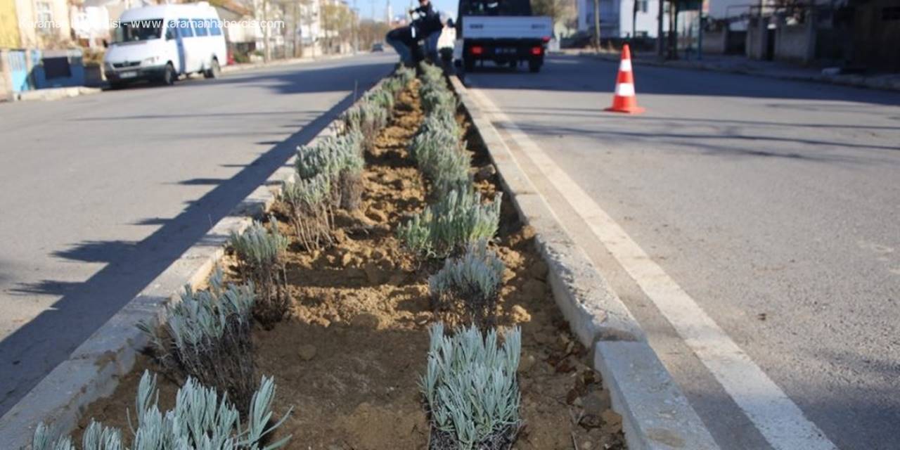 Karaman Belediyesi Refüj Ve Kavşaklara Lavanta Dikti