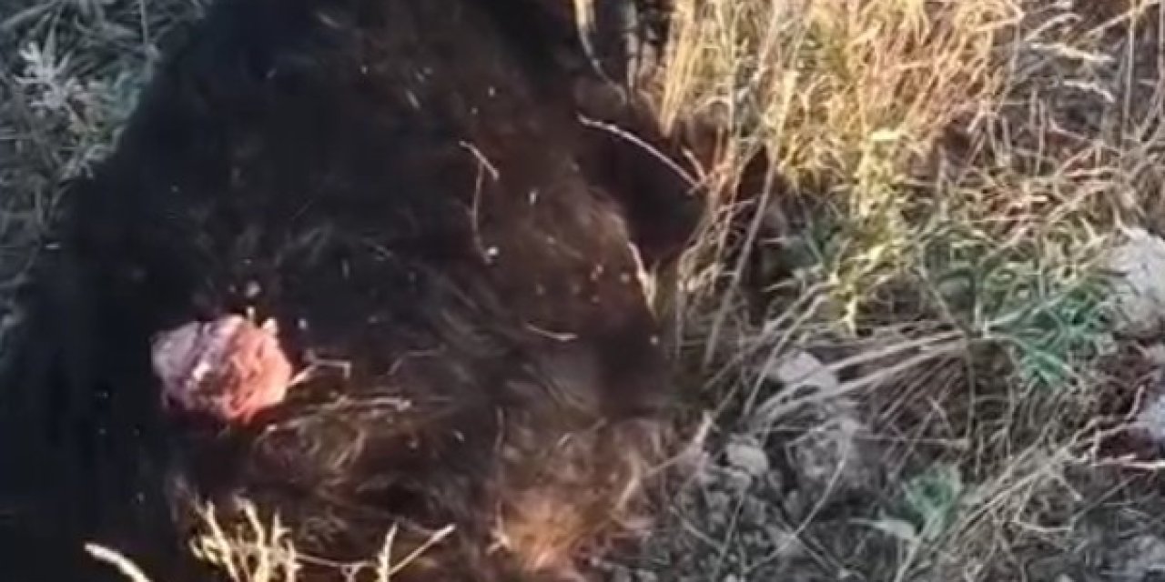 Sokak Köpekleri Sürüden Ayrılan Keçiye Saldırdı
