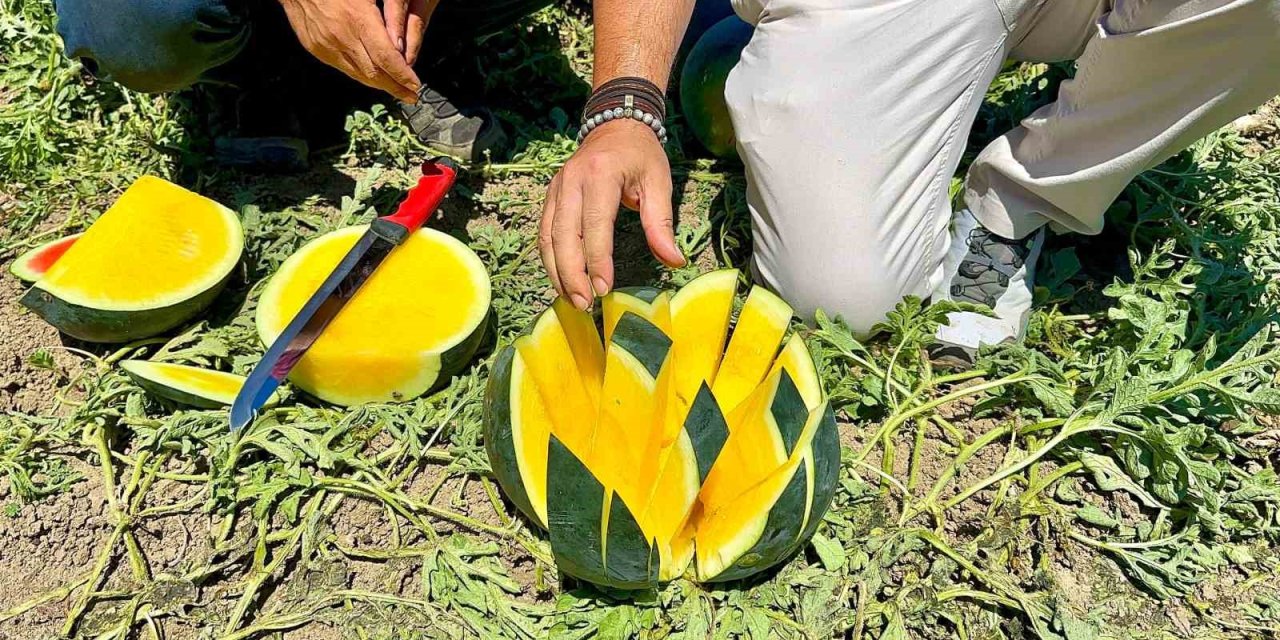’tropical Sunshine’ Üreticinin Yüzünü Güldürüyor