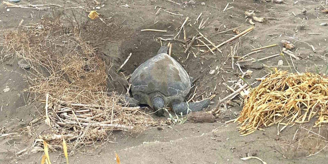 Popülasyonu Artıyor: Caretta Carettaların Yuvalaması Geç Başladı, Yoğun Sürüyor