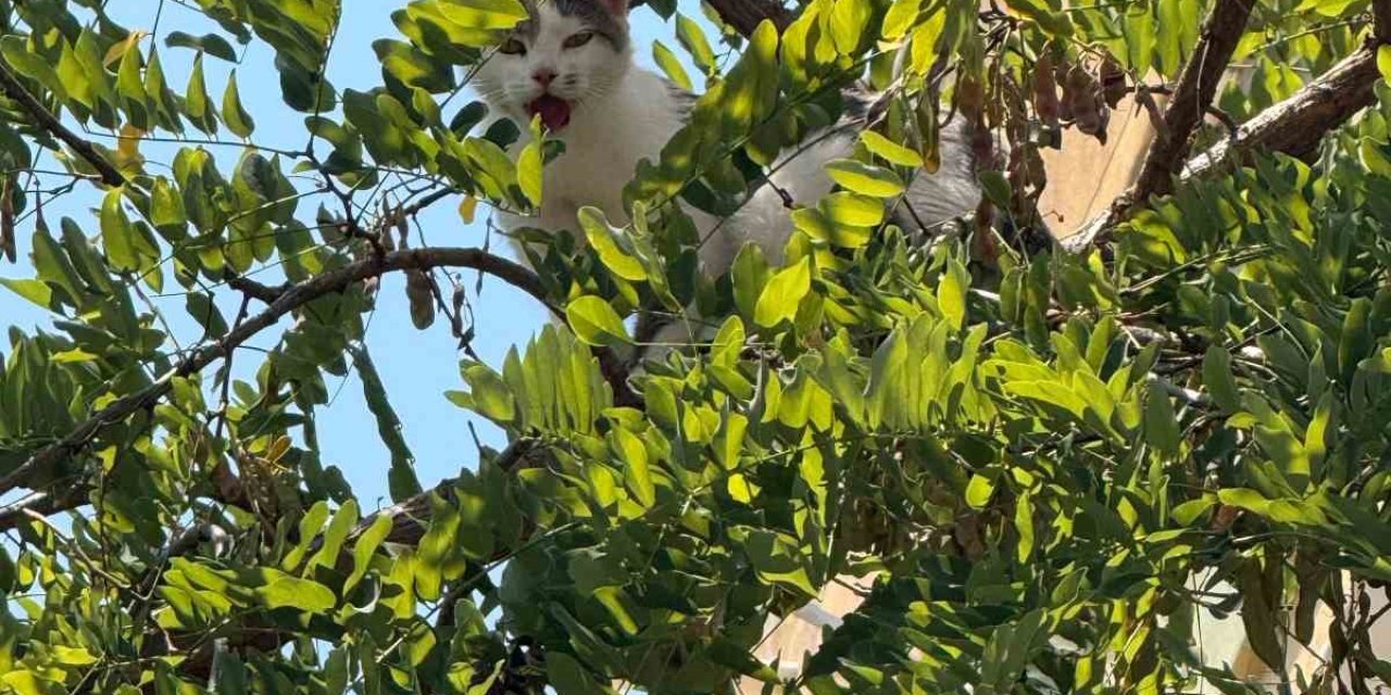 Antalya’da Ağaçtan İnemeyen Kedi Vinç Yardımıyla Kurtarıldı