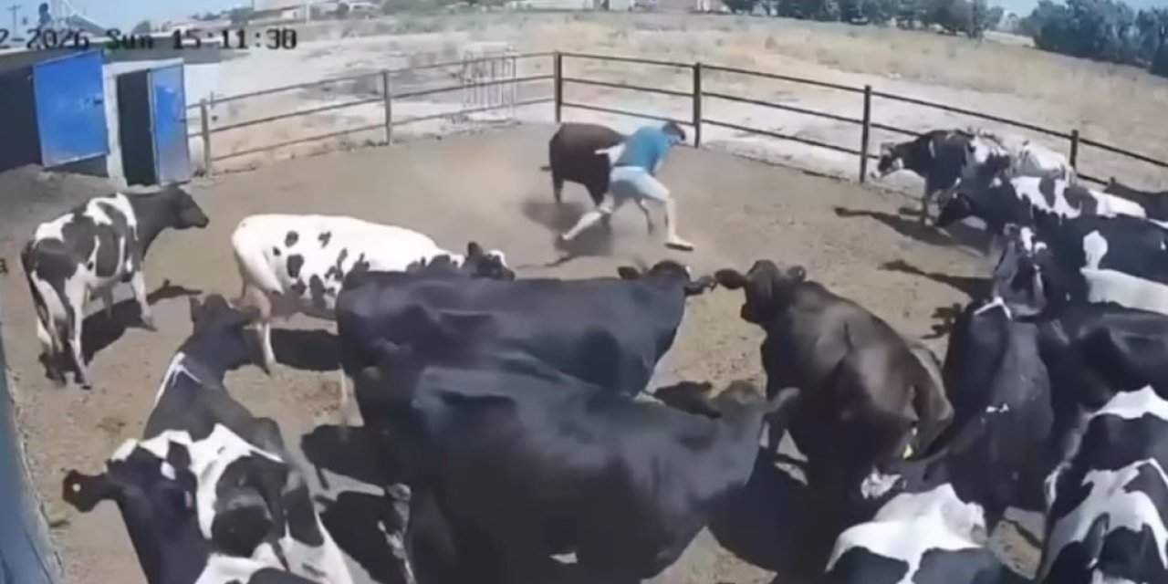 Boğanın Saldırdığı Besici Büyük Tehlike Atlattı, O Anlar Kamerada