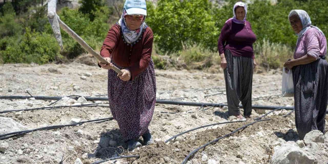 Mersin’de Atalık ’leklek’ Fasulyesi Yeniden Toprakla Buluştu