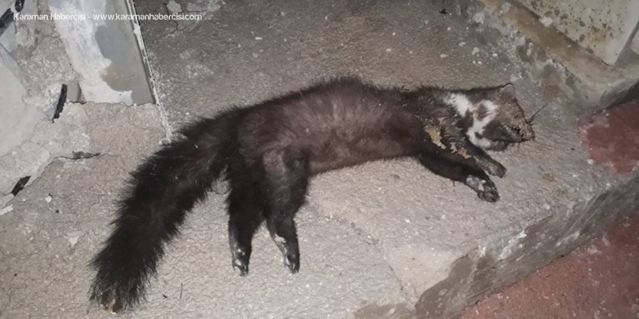 Isınmak İçin Elektrik Panosuna Giren Sansar Akıma Kapılıp Öldü