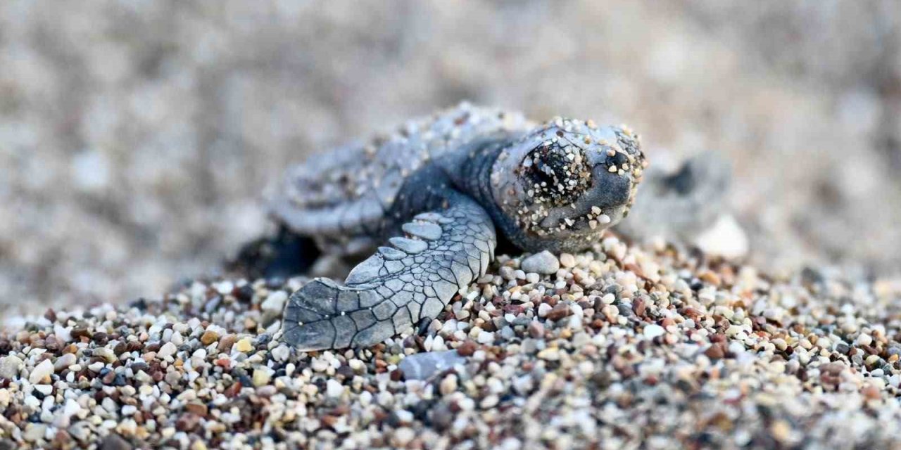 Antalya’da Caretta Caretta Yavruları Denizle Buluştu