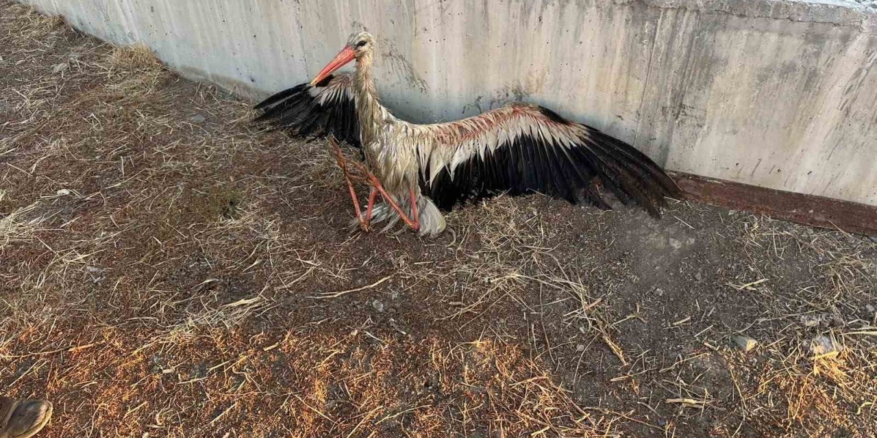 Kanala Düşen Leyleği İtfaiye Kurtardı