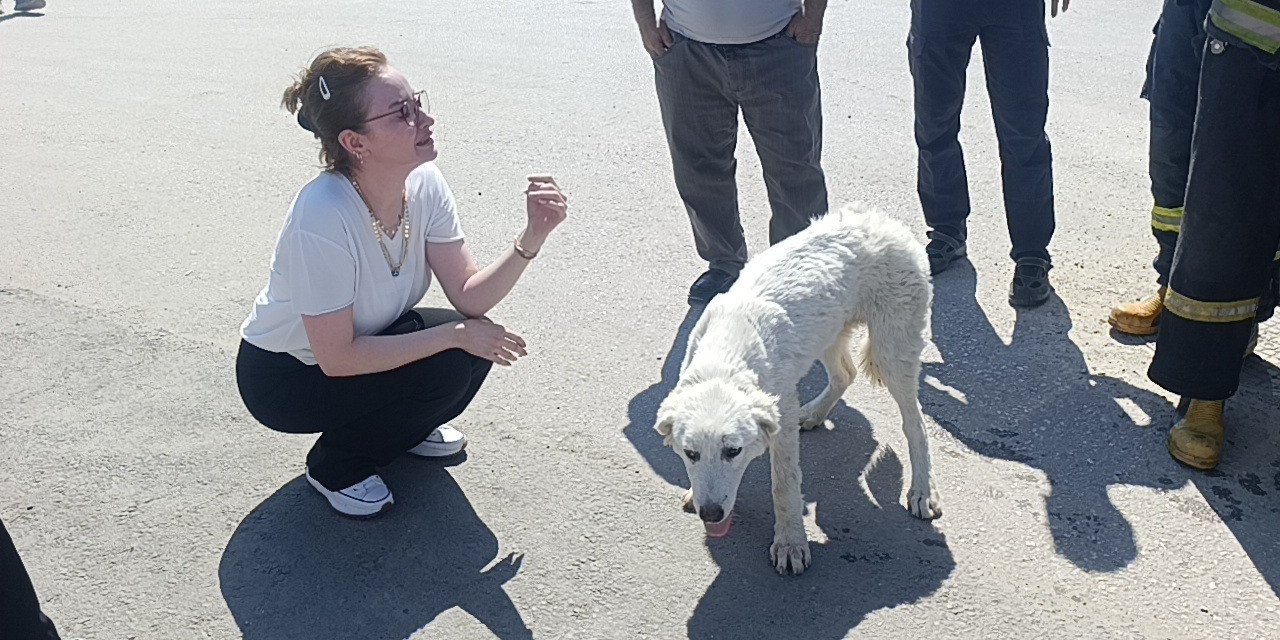 Mahsur Kalan Köpeğin Sesini Sadece O Duydu, Kurtarıldığında Gözyaşlarına Boğuldu