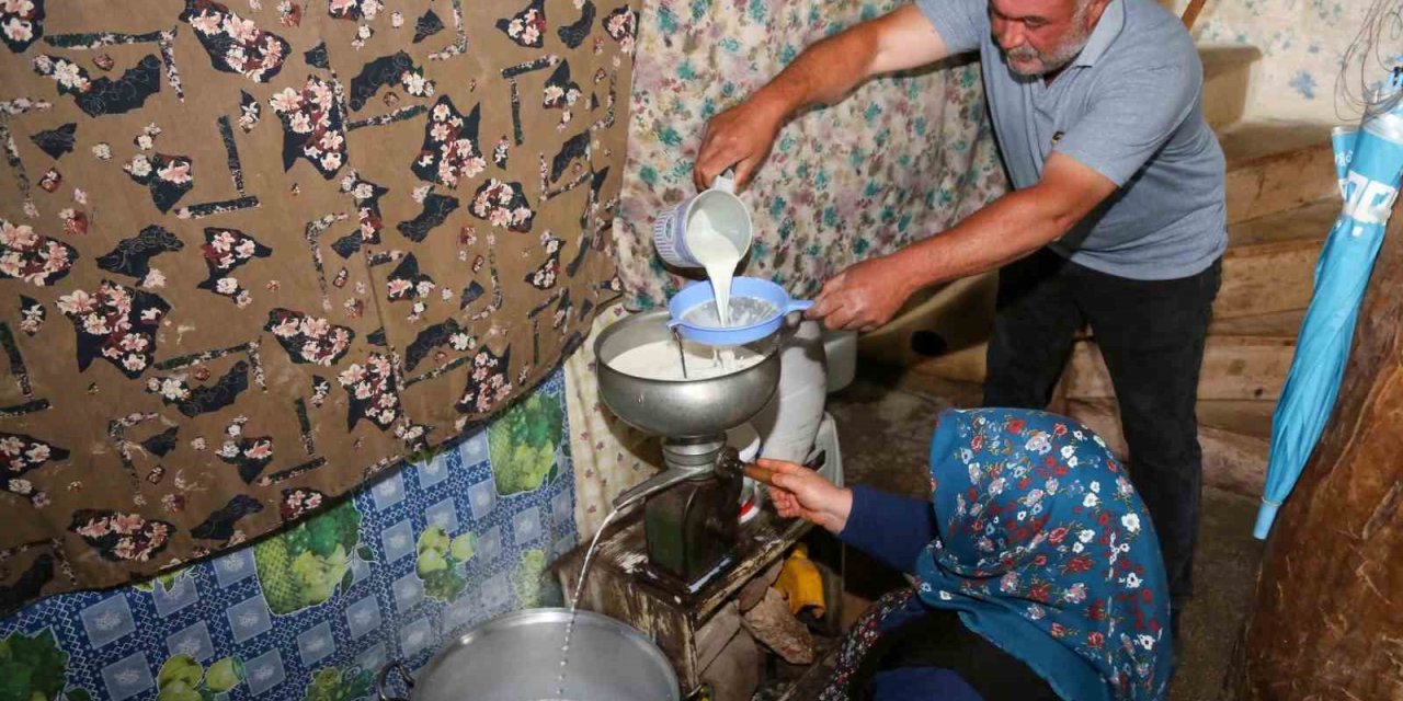 Tuluk Peynirleri Mağaraya Dinlenmeye Bırakıldı