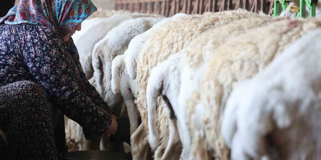 Dağdan Gelen Koyunlardan Elle Sağılan Süt, Kadınların Emeğiyle Geçim Kaynağına Dönüşüyor