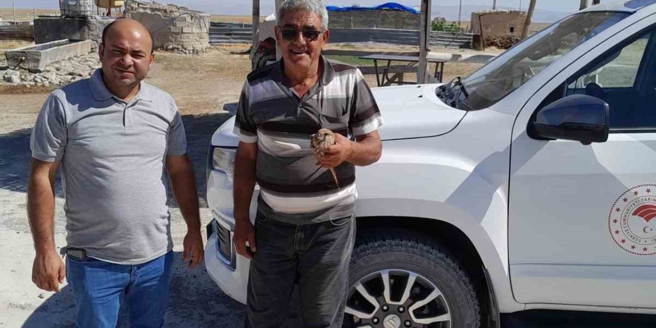 Kanadından Yaralanan Kızıl Şahin, Duyarlı Çiftçinin Dikkatiyle Kurtuldu