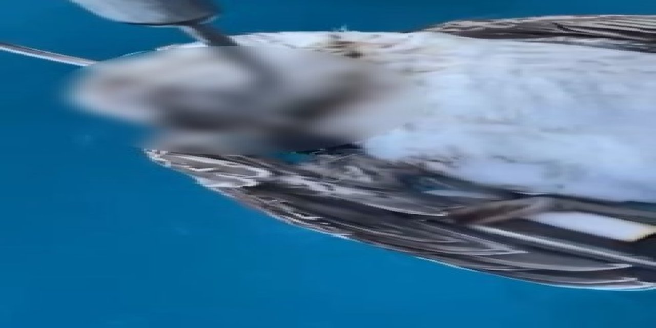 Alanya Açıklarında Ağzına Kanca Takılan Martı Telef Oldu