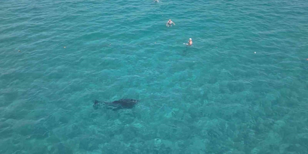 Alanya’da Kıyıya Yaklaşan Yunus Turistlerle Yüzdü