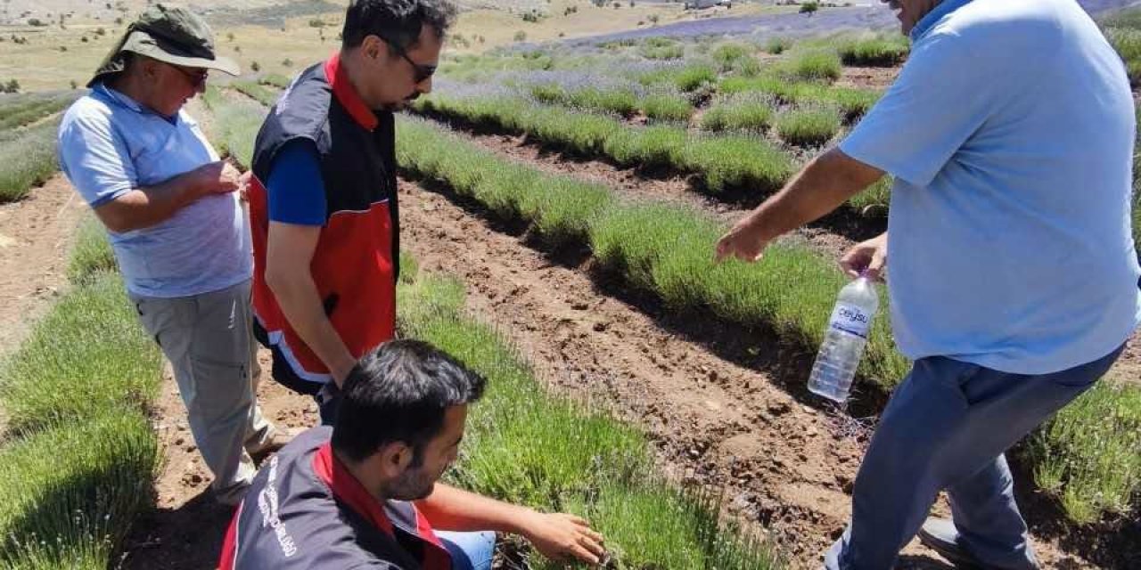 Lavanta Tarlalarında Çekirge Popülasyonu İncelendi