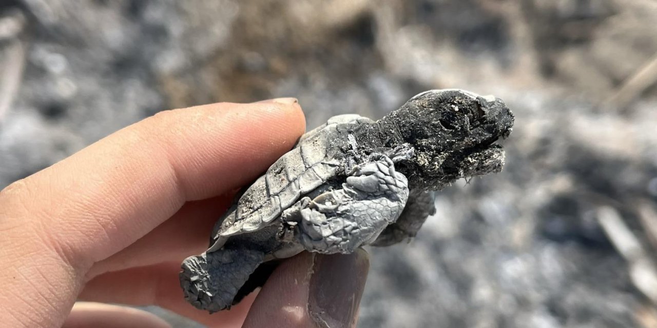 Kumsalda Yakılan Ateş Denize Ulaşmaya Çalışan Yavru Carettayı Yakıp Telef Etti