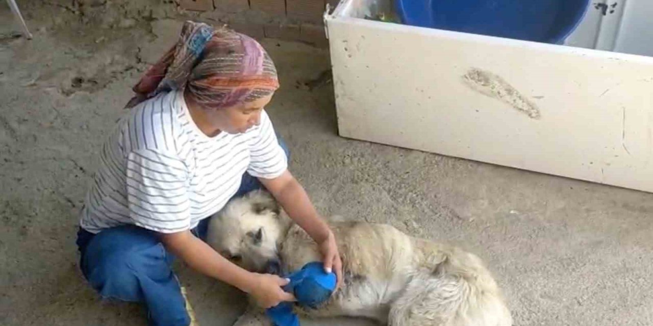 Çoban Köpeğini Tüfekle Vurup Sakat Bıraktılar