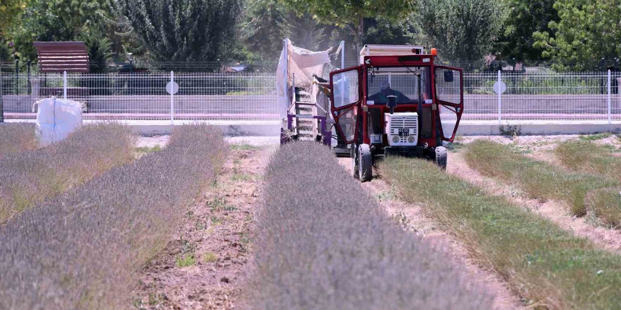 Karatay Lavanta Bahçesi’nde Hasat Başladı