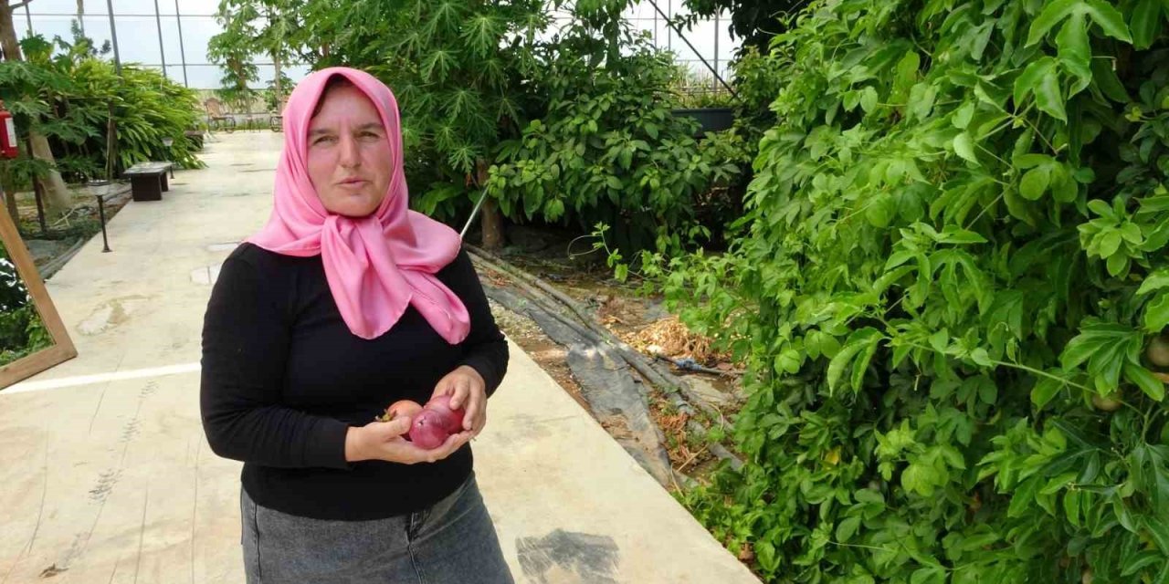 Evin Çatısında Tohumla Başlayan Yolculuk, Tropikal Meyve Müzesine Dönüştü
