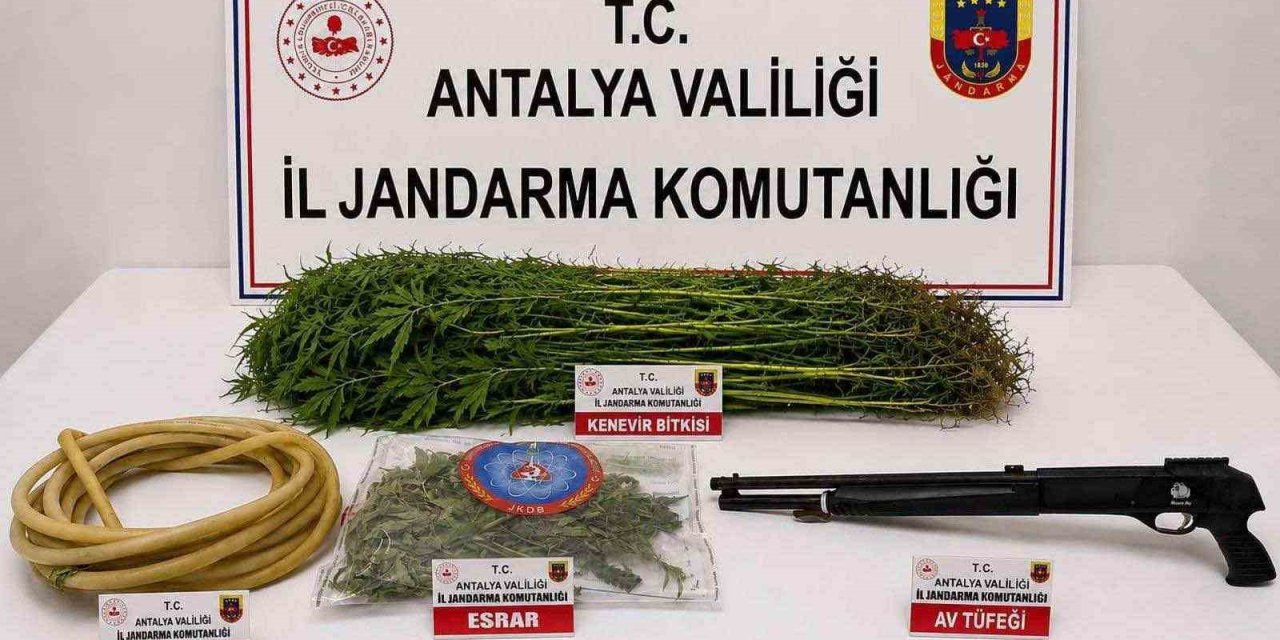 Alanya’da 120 Kök Kenevir Ele Geçirildi