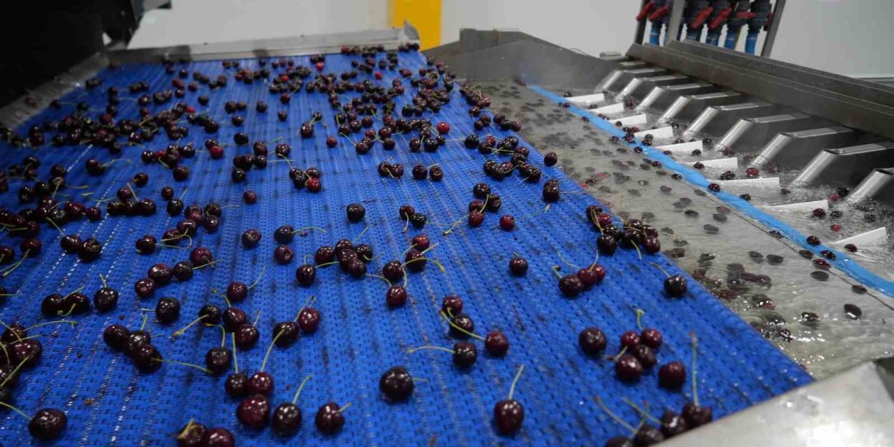 Niğde Kirazında İhracat Mesaisi: Yüksek Rakım Kaliteyi Artırıyor