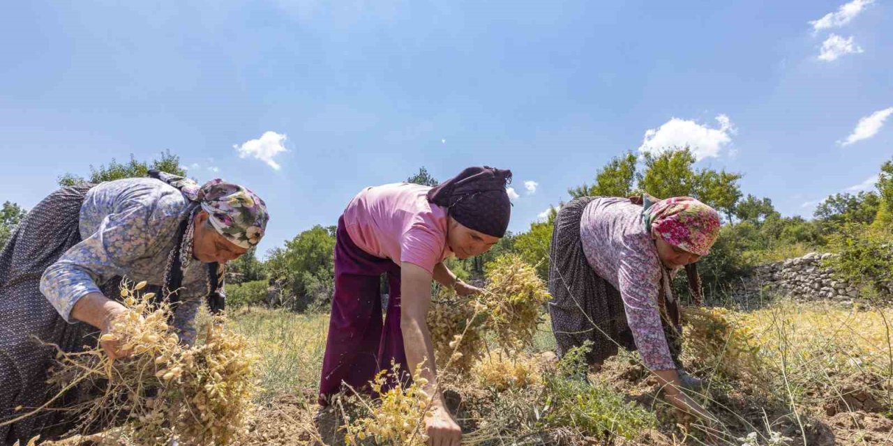 Atalık Tohum Desteğiyle Nohut Üretimi Yeniden Canlanıyor