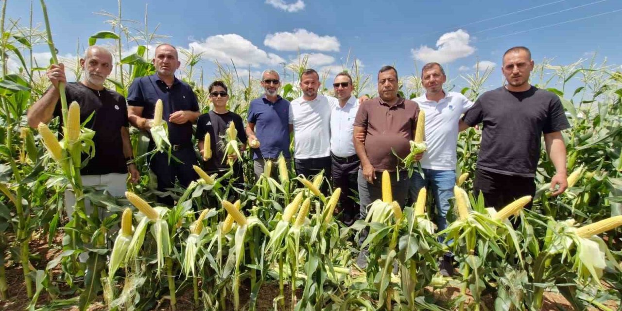 Karaman’da 5 Yeni Mısır Türü Görücüye Çıktı