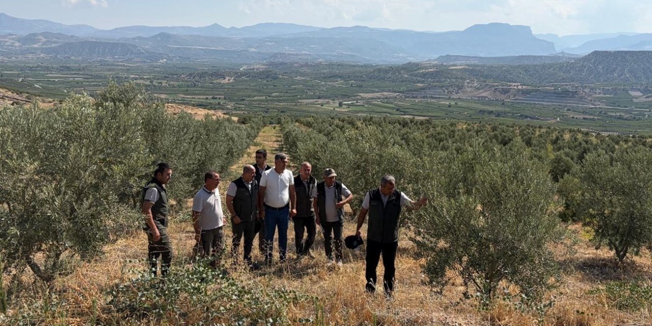 Zeytin Ağaçlandırması Orman Köylüsüne Gelir Kapısı Oluyor