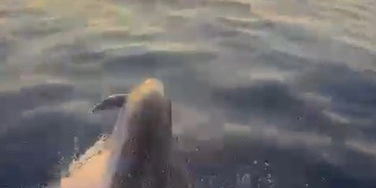 Alanya Açıklarında Yunusların Şovu Turistleri Mest Etti