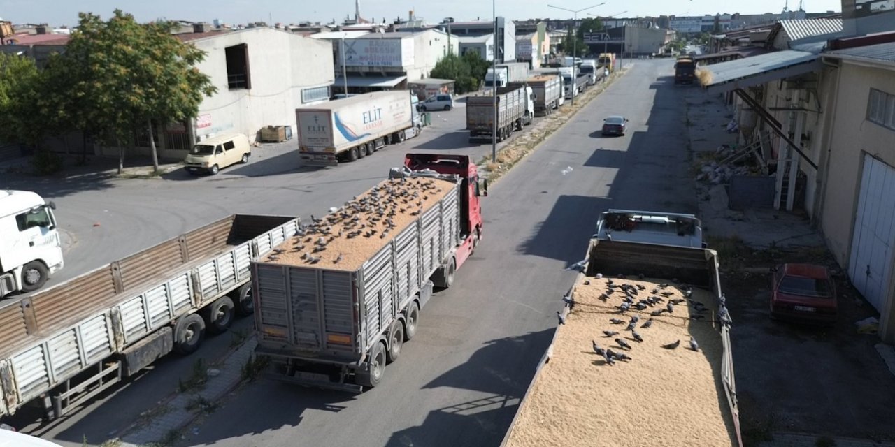 Buğday Pazarında Güvercinler De Nasibini Alıyor