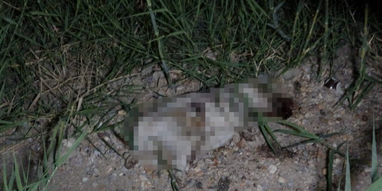 Kazada Yaralanan Yavru Köpeği Taşla Öldürdüğü İddia Edilen Alman Vatandaşı Deport Edildi