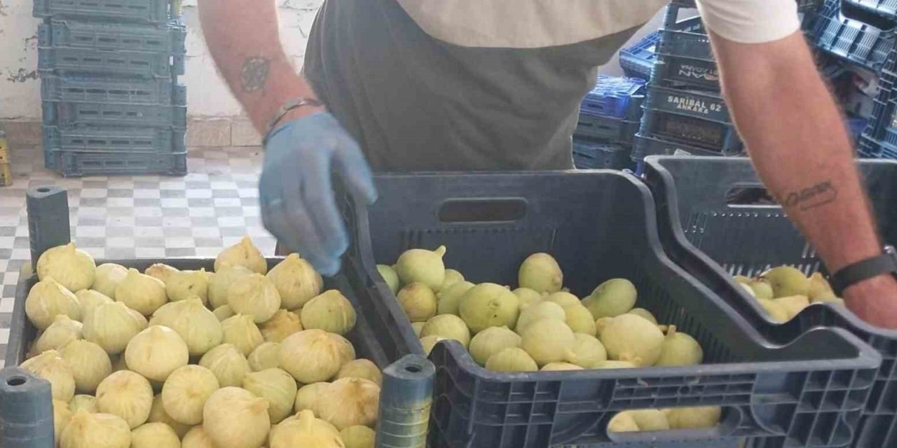 Mersin’de Beyaz İncirde ’yok Yılı’: Rekoltenin 90 Bin Tondan 30 Bin Tona Düşmesi Bekleniyor