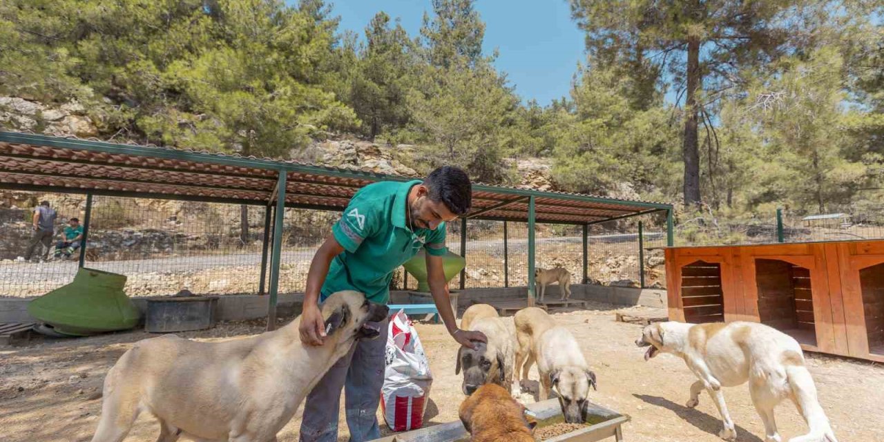 Mersin’de 3 Bin 295 Kedi Ve Köpek Yeni Yuvasına Kavuştu
