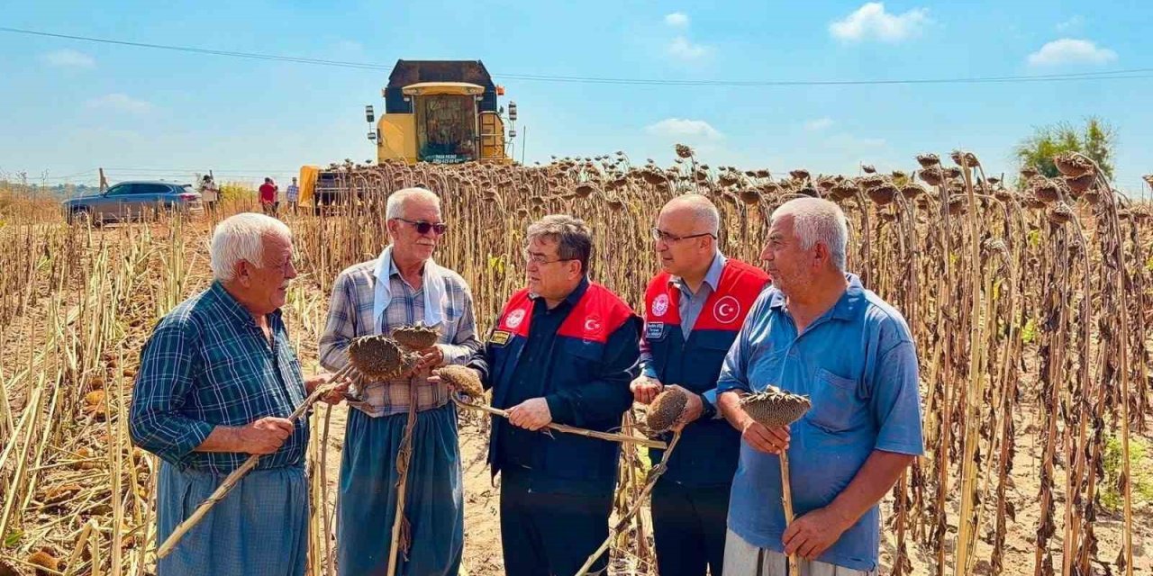 Tarsus’ta Ayçiçeğinde 4 Bin 485 Ton Rekolte Bekleniyor