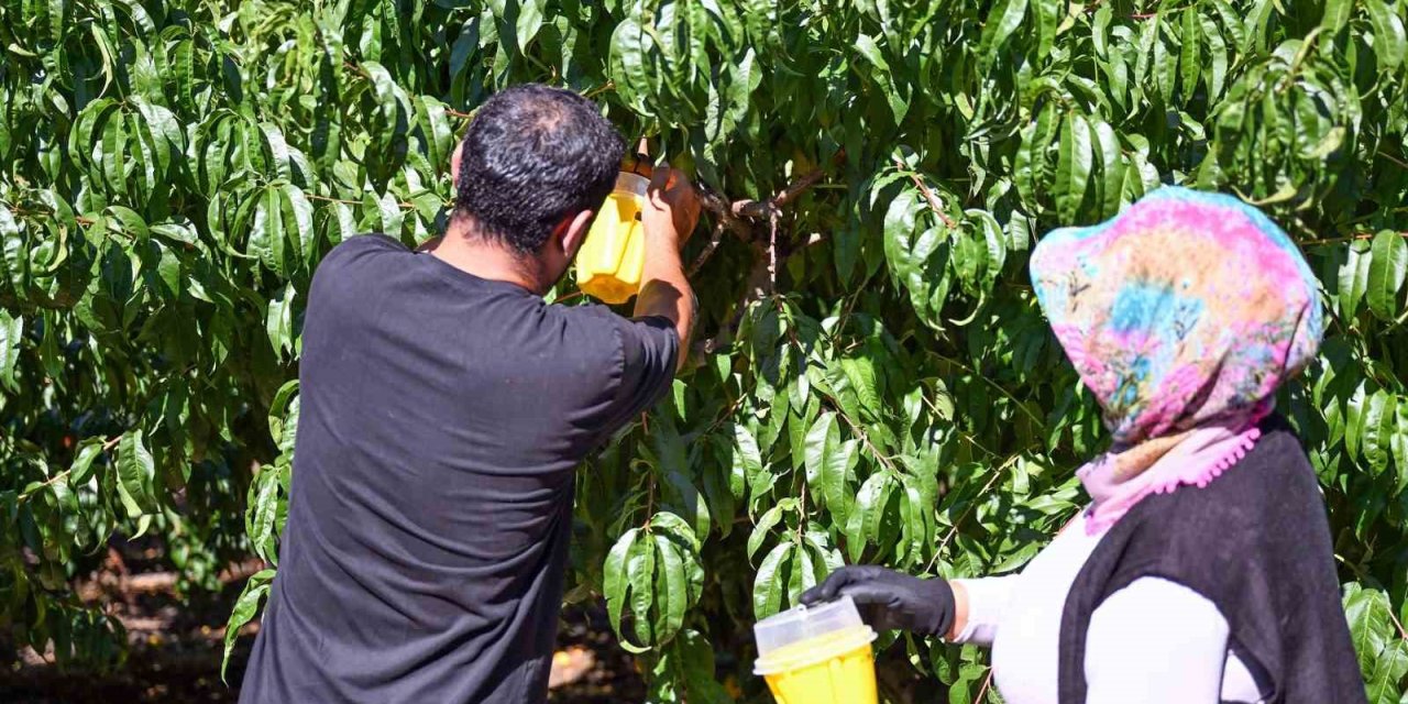 Mersin’de Akdeniz Meyve Sineğine Karşı 80 Bin Feromon Tuzak Desteği