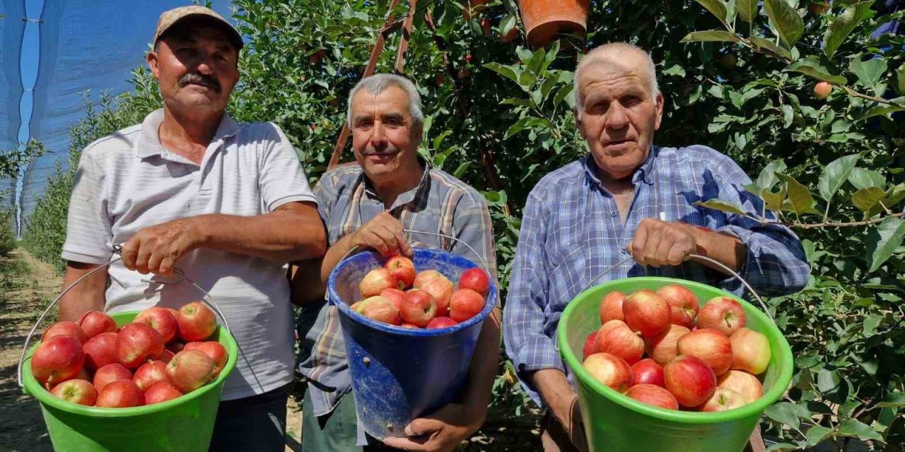 Karaman’da Erkenci Elma Hasadı Başladı: Rekolte Yüksek