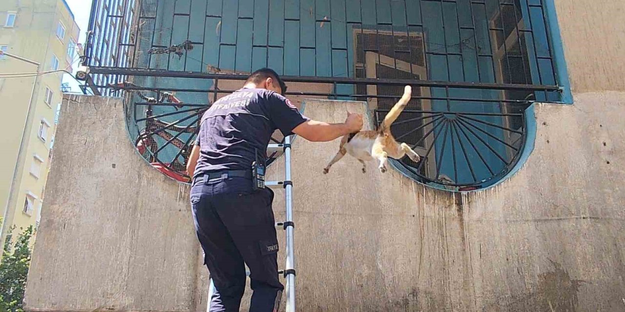 Yangından Korkan Hamile Kediyi İtfaiye Kurtardı