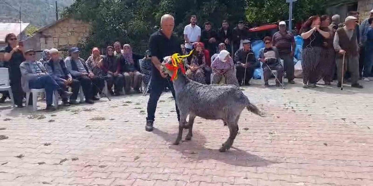 Mut’ta ’keçi Güzellik Yarışması’ Düzenlendi