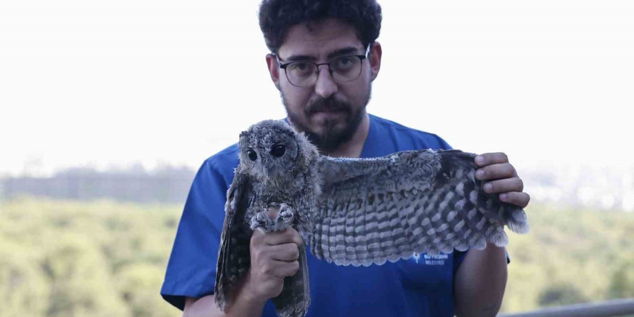 Ebeveynlerinin Terk Ettiği  3 Alaca Baykuş’un Rehabilitasyonu Tamamlandı