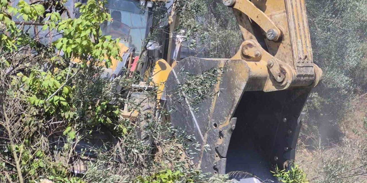 Manavgat’ta Zeytinlik Yangında 100 Ağaç Zarar Gördü