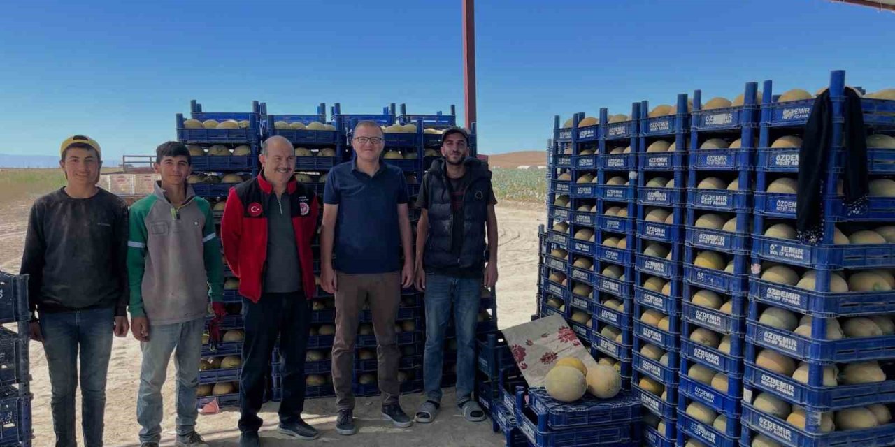 Bor’da Domates Ve Kavun Hasadı Başladı