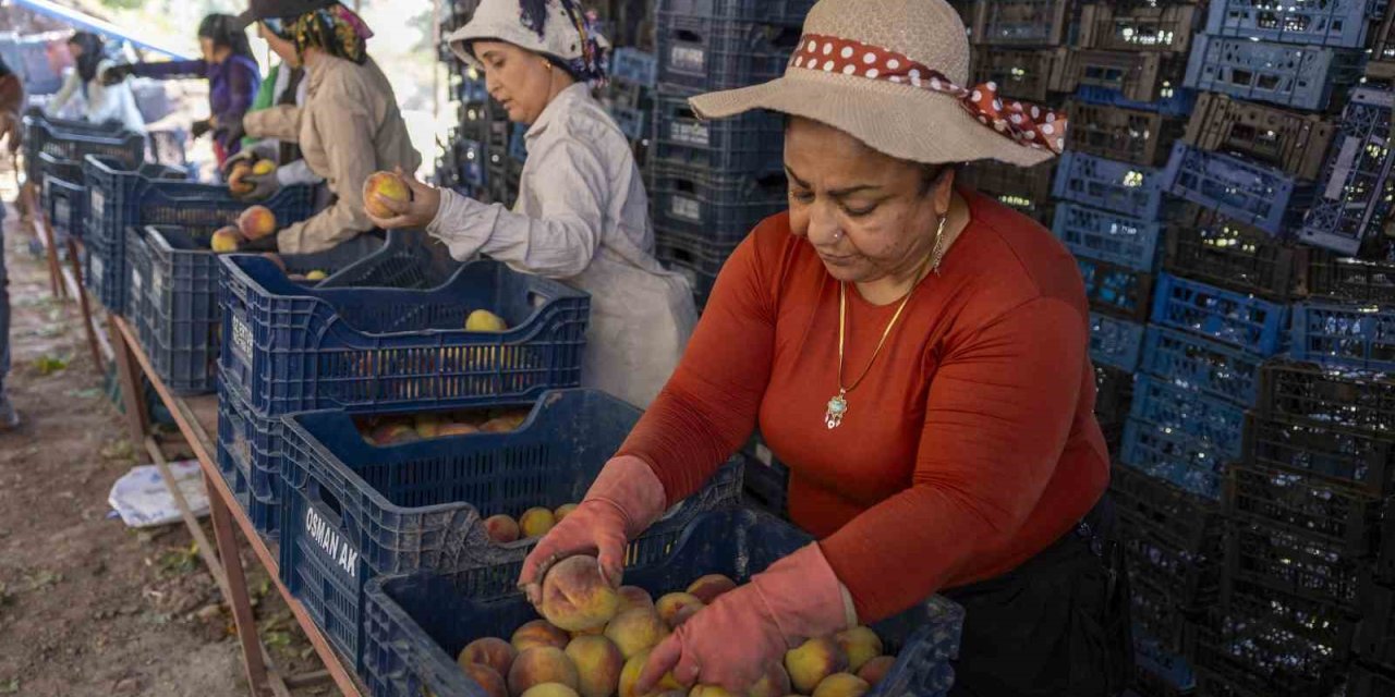 Mersin’de Üreticiden Alınan Şeftaliler Kent Lokantasında Vatandaşla Buluşacak