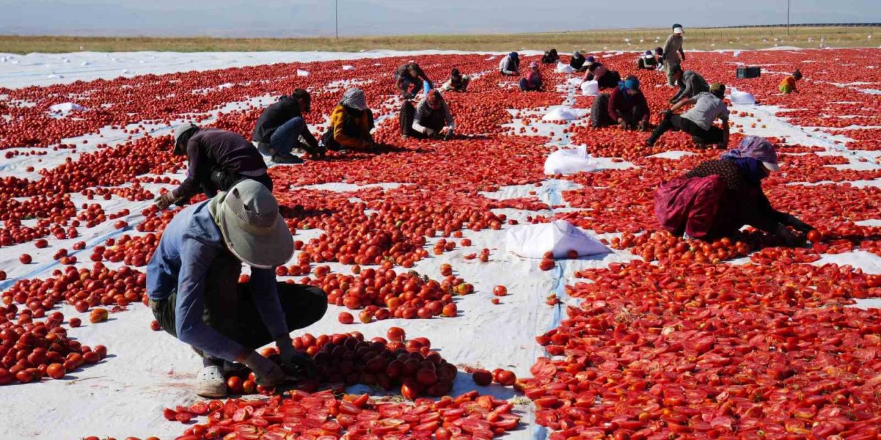 Güneş Ve Poyrazla Kurutulan Niğde Domatesi Dünya Sofralarına Ulaşıyor